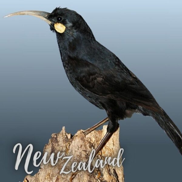 HUIA - Cosmic | RPM Discs – Image 5